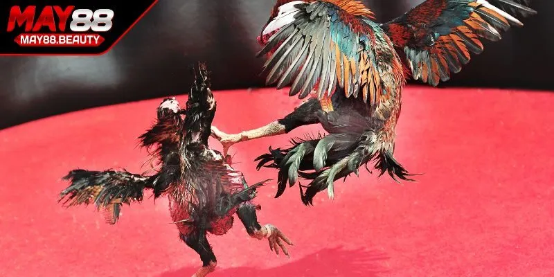 Bí quyết chơi đá gà bắt đầu từ nắm bắt luật