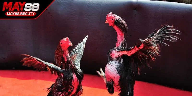 Chiến lược về tâm lý và quản lý tài chính thông minh