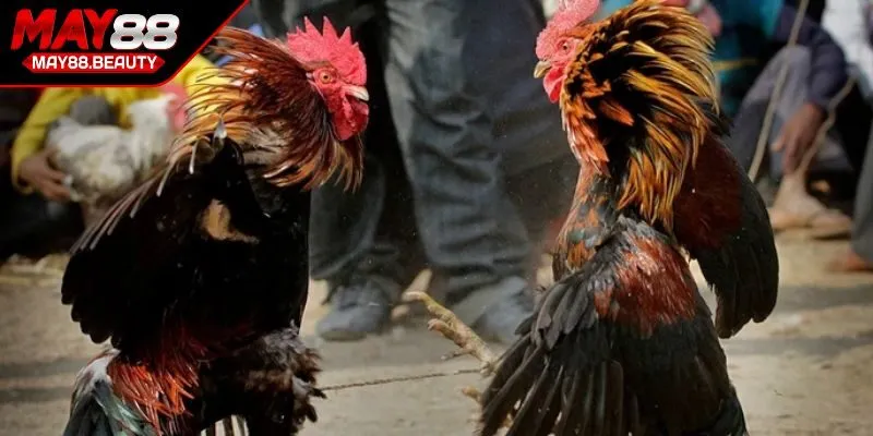 Nhận định gà chiến