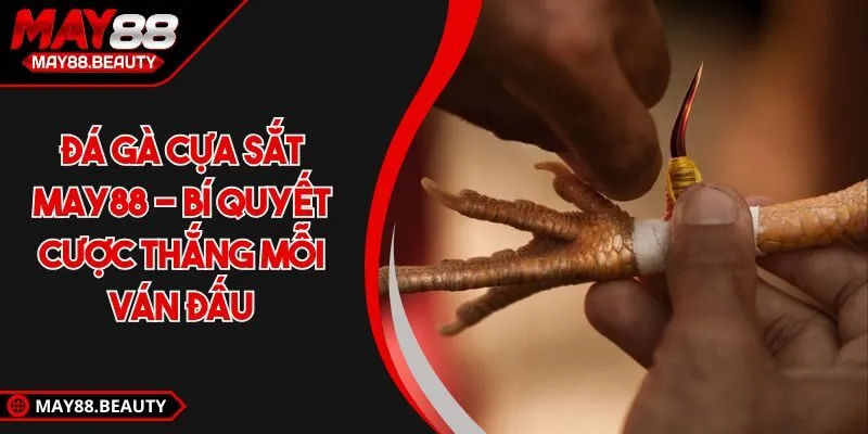 Đá gà cựa sắt