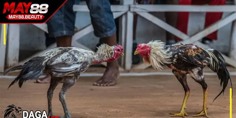 Loại hình cựa tròn hấp dẫn