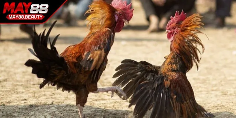 Chiến lược thông minh về sự kiên trì học hỏi