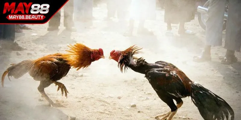 Luật đá gà miền Bắc nền tảng cuộc chơi công bằng