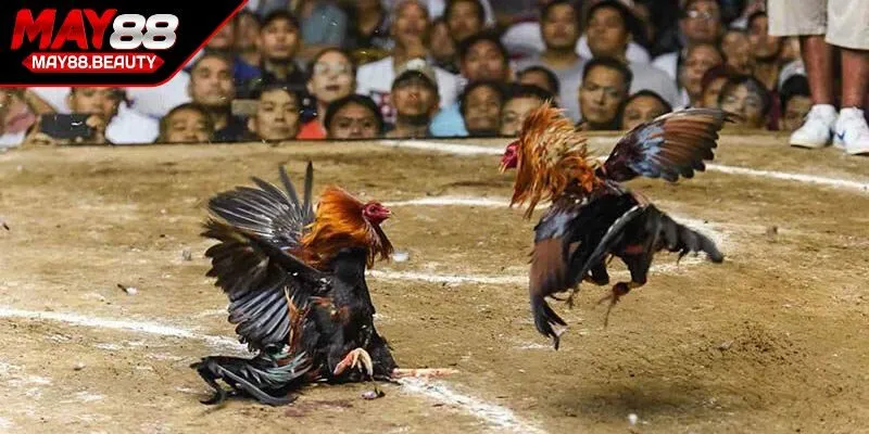 Học cách giao tiếp qua các ký hiệu mà sư kê sử dụng