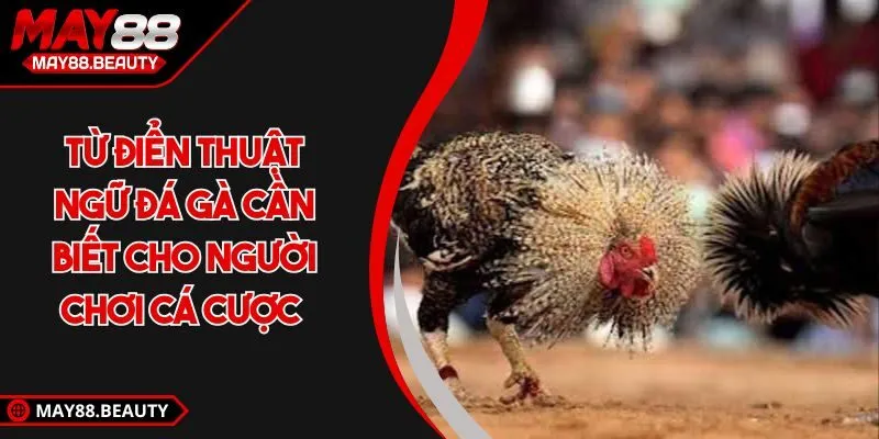 Nắm vững thuật ngữ đá gà